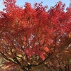 京都 東福寺の紅葉が最高でした