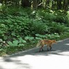 苦手だった紋別岳に登った話