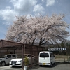 春ですね～会社の桜が満開です