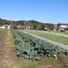 今週の野菜ー今年もよろしくお願い致します。