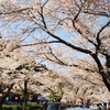 川根町”家山の桜”最新情報（画像あり）