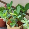 🌵多肉植物   モリモリな胡蝶の舞  他🌵