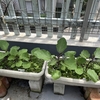 【ガーデニング】【家庭菜園】水ナス、早生シシトウが育ってきました✨
