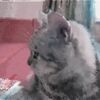 ショウちゃんちの愛猫、、、