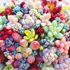 📕新刊発売のお知らせ【セダムの寄せ植え大全】