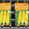 秋取りトウモロコシの植付