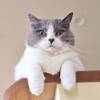 九州で猫がいる宿おすすめ13選｜看板猫に会えるホテル