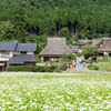 真っ白な蕎麦の花が見ごろ「美山かやぶきの里」へ