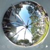 六本木ヒルズ 巨大な蜘蛛 #360pic