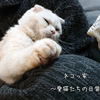 人恋しくなる季節...愛猫たちの冬。