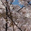 今日は大阪城公園に桜を見に・・・