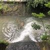 長雨