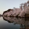 夜桜へ行ったきっかけは・・