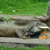 動物園に行きたかった日。