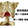   【基礎から学ぶ】横隔膜について【解剖生理学】