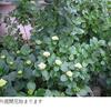 屋外開花始まります