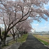 さくら川の桜並木