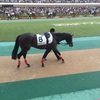 東京競馬12R パドック直前予想 ◎8 ミヤジマッキー