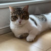 きなこもちがお風呂に落ちました。