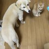 ただいまとおかえり