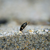 モンキマメゲンゴロウ Platambus pictipennis