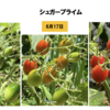 夏野菜　トマト09【10日早く色づく】