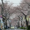 大泉学園通りの桜（東京都練馬区）