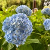 紫陽花の季節