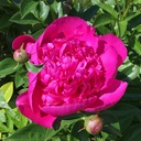 毎日ダイエット宣言