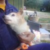老犬ホームあん｜新人さん あずき^^