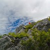 白岩山岩峰の花たち　　