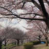 3.30 桜