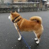 三連休の初日に息子は風邪をひき、私は名古屋へ。