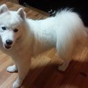 サモエド犬マシュマロの事件簿