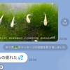 お見事！小学生が編集したメダカのワルツの動画