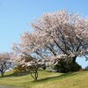 豊里実顕地の春・春・春爛漫