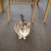 猫暮らし2年。気をつけてること。