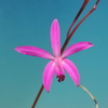 Cattleya caulescens`Kurenai' (`紅'）