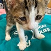 猫のためになる、猫のTシャツ！