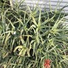 Aloe