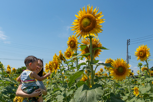 上越市南新保でヒマワリ見頃　日差しに向かって黄色い大輪　越後ひまわり祭8月23日まで