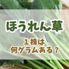 ほうれん草は一株何グラムある？平均重量と大きさによる重さの違い、一束に含まれる標準的な株数