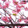 大仁狩野川の河川敷の桜並木③