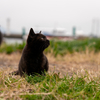 隣県離島のねこさん