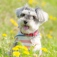 髭犬 ミニチュアシュナウザー はてなブログ グループ