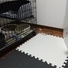 子猫ハレの予防接種