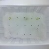 ハエトリソウ観察日記 11