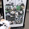 #上野動物園#パンダ来園50周年記念