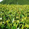 早い場所ではすでに開葉　二番茶芽の状態