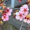 （紹介：早咲桜）梅は咲いたよ、早咲き桜🌸も咲いたよココは新宿中央公園です